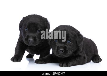 beau petit labrador retriever chiots assis et debout isolés dedans studio en posant sur fond blanc Banque D'Images