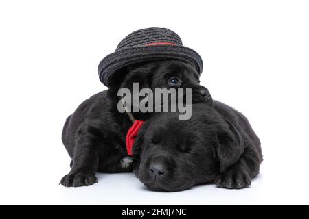 adorable couple de deux chiots du labrador dormant, l'un reposant et reposant sur l'autre, regardant à côté et portant chapeau noir et noeud papillon isolé o Banque D'Images