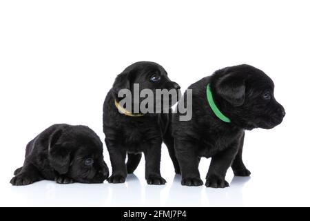 adorable petit labrador retriever chiots portant des colliers et regardant à côté, l'un se coucher, deux autres debout et posant isolés sur le dos blanc Banque D'Images