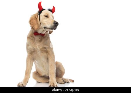 golden retriever chien portant des cornes de diable et un noeud papillon, fermant ses yeux et assis sur fond blanc Banque D'Images