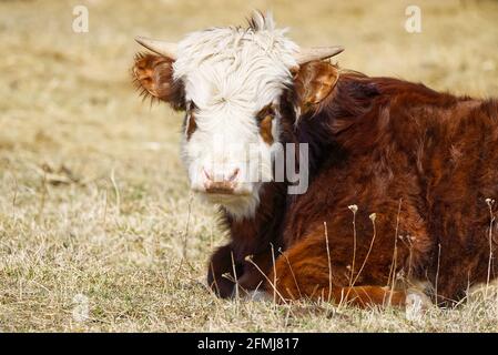 Jeune Chandler Herefords vache Portrait. Vache peinte marron et blanche. Jolie vache orange à tête blanche Banque D'Images