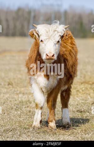 Jeune Chandler Herefords vache Portrait. Vache peinte marron et blanche. Jolie vache orange à tête blanche Banque D'Images