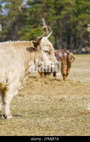 Portrait de la vache de race Blonde Aquitaine dans le champ d'automne de prairie. Pâturage libre Banque D'Images
