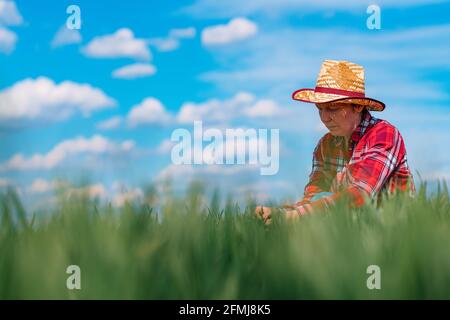 Agricultrice vérifiant les jeunes cultures de céréales de blé vert au champ, priorité sélective Banque D'Images