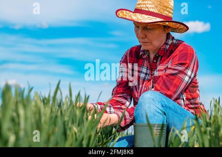 Agricultrice vérifiant les jeunes cultures de céréales de blé vert au champ, priorité sélective Banque D'Images