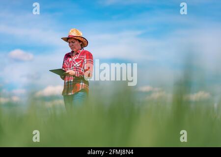 Agricultrice agronome utilisant des tablettes numériques dans le champ du blé vert, technologie innovante dans la production agricole Banque D'Images