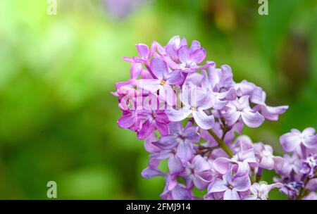 Branche d'un buisson lilas fleuri avec des fleurs et des bourgeons pourpres délicats et du feuillage frais. Magnifique coucher de soleil lumière printemps fond floral. Vue macro Banque D'Images