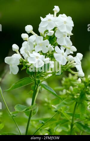 Phlox vivace 'Did'. Phlox paniculata 'Did'. Phlox blanc Banque D'Images