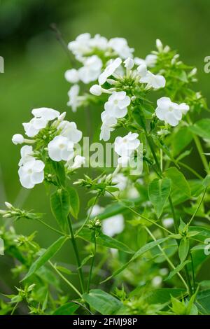 Phlox vivace 'Did'. Phlox paniculata 'Did'. Phlox blanc Banque D'Images