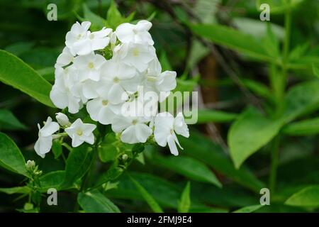 Phlox vivace 'Did'. Phlox paniculata 'Did'. Phlox blanc Banque D'Images