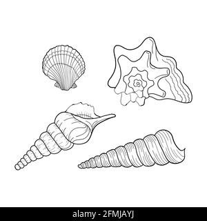 Jeu de vecteurs Seashells. Collection de coques différentes formes. Illustrations dessinées à la main de lignes gravées. Élément de conception pour les invitations, les cartes de vœux Illustration de Vecteur