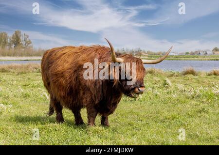 Highland long Hair Cow sur UN pâturage Eating Grass. Banque D'Images