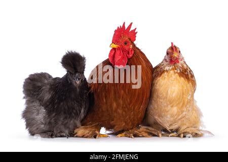 Groupe de 3 poulets et coq Cochin et Silkie, assis sur une caméra de front. Isolé sur un fond blanc. Banque D'Images