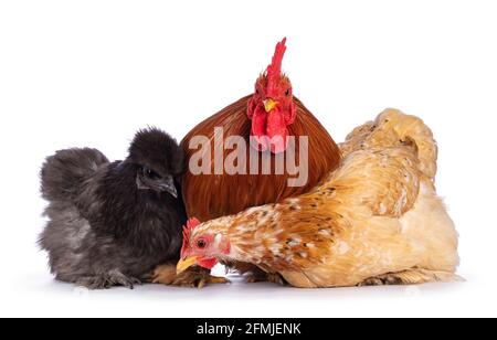 Groupe de 3 poulets et coq Cochin et Silkie, assis sur une caméra de front. Isolé sur un fond blanc. Banque D'Images