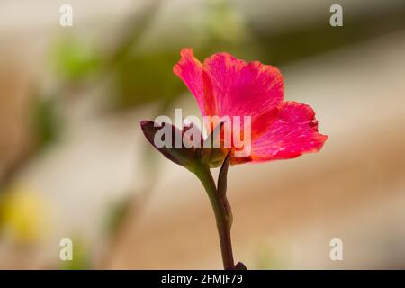 Potentilla Red Lady - Shrubby Cinquefoil Banque D'Images