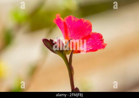 Potentilla Red Lady - Shrubby Cinquefoil Banque D'Images