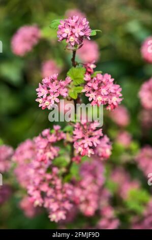 Belle vue de printemps de gros plan sur le cassis sauvage à fleurs rouges (Ribes sanguineum) de la corolle rose et des étamines jaunes qui poussent à Ballineter, Dublin Banque D'Images