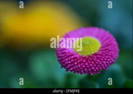 Belle vue rapprochée de la stigmatisation jaune de printemps de la fleur de pâquerette rose (Bellis perennis) Ballinteer, Dublin, Irlande. Doux et sélectif FO Banque D'Images
