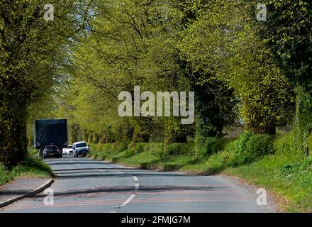 Large charge sur route bordée d'arbres et de haies, près d'Ulleskelf, North Yorkshire, Angleterre Banque D'Images