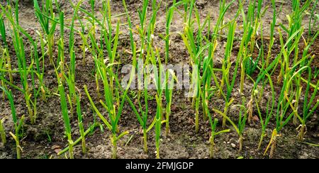 Gros plan de jeunes plants d'ail (Allium sativum) Banque D'Images