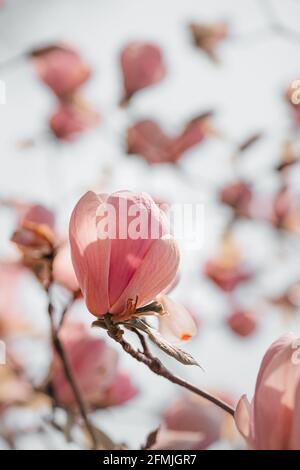 magnifique fleur de magnolia pourpre, magnolia Banque D'Images
