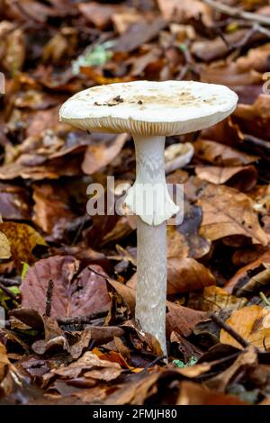 Fausse calotte de mort ou Citron Amanita Amanita citrina champignon en croissance Sous Beech dans les Highlands d'Écosse Banque D'Images