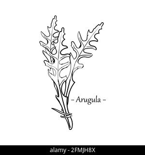 Feuilles d'arugula fraîches dessin à la main isolé sur fond blanc. Salade de roquette ou arugula. Vecteur Illustration de Vecteur