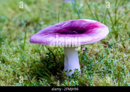 Sickener Russula emetica champignon croissant sur la mousse dans les Highlands De l'Ecosse Banque D'Images