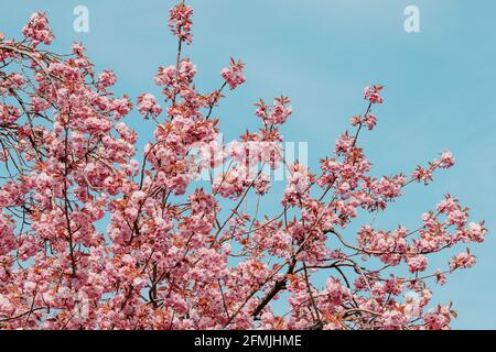 belle fleur de cerisier, fleur de sakura Banque D'Images