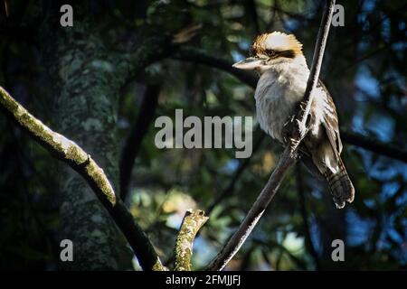 Un Kookaburra se trouve dans un pin, sur un terrain de camping Dans le Bush australien en regardant son repas du matin au milieu de la forêt comme le soleil se lève Banque D'Images