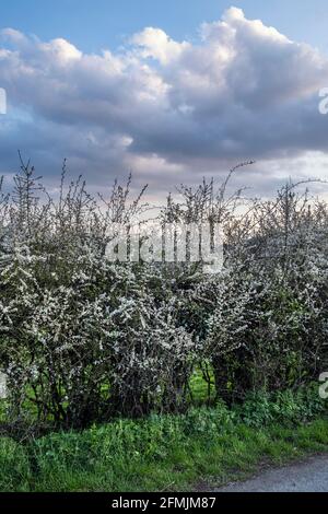 Blackthorn en fleur, près de Church Stretton, Shropshire Banque D'Images