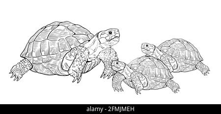 Faire atterrir la tortue avec les bébés. Reptiles dans la nature. Dessin numérique. Modèle de coloriage pour enfants. Banque D'Images