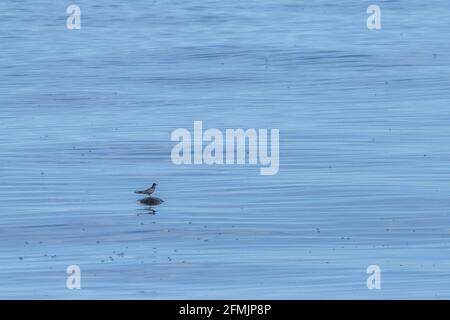 tern reposant sur la vue arrière de la tortue de mer Banque D'Images