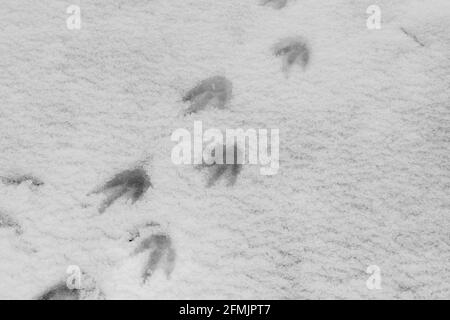 Antarctique, île Petermann. Pingouin Gentoo (SAUVAGE : Pygoscelis papouasie) empreintes de pas dans la neige. Banque D'Images