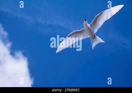 Fern de fées (alias Tern blanc) - en vol Gygis alba Bird Island, Seychelles BI003618 Banque D'Images