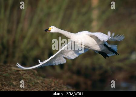 Bewick's Swan - en vol Olor columbianus bewickii Slimbridge Gloucester, Royaume-Uni BI003810 Banque D'Images