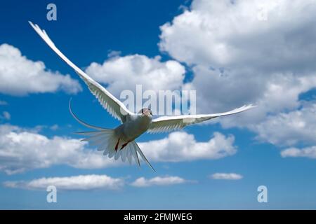 Sterne arctique - attaque de l'intrus Strena paradisaea UK BI003834 Banque D'Images