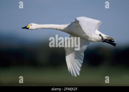 Bewick's Swan - en vol Olor columbianus bewickii Slimbridge Gloucester, Royaume-Uni BI006151 Banque D'Images