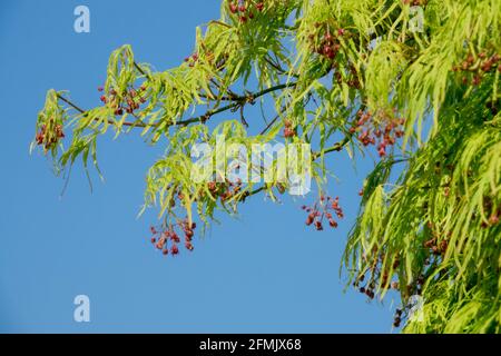 Acer palmatum Dissectum viridis les fleurs sont petites et rouges au printemps. Banque D'Images