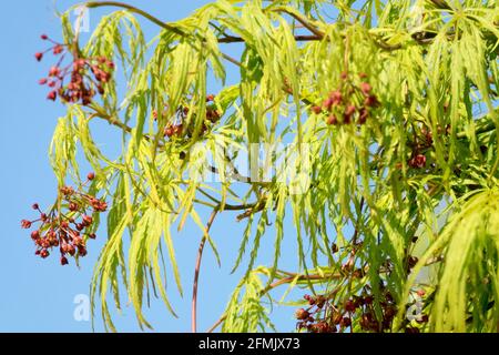 Les fleurs sont petites et rouges dans les feuilles de printemps étroites Et érable japonais vert strié Acer palmatum Dissectum viridis Banque D'Images