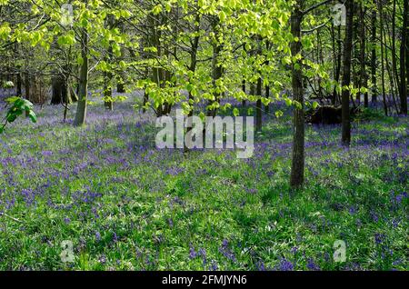 bluebells dans les bois de printemps, blickling, norfolk, angleterre Banque D'Images