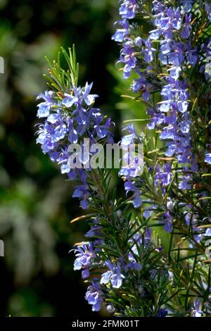 ROSMARINUS 'Sissinghurst Blue' Rosmarinus officinalis fleurs jardin d'herbes Banque D'Images