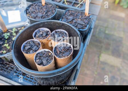 Semences plantées dans des tubes de papier hygiénique usagés. Une fois que les graines ont germé les tubes sont plantés directement dans le sol où ils se dégradent et compost Banque D'Images