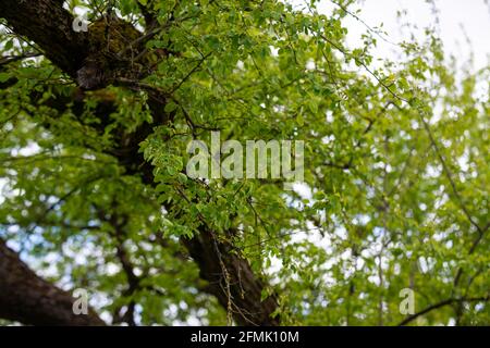 petites branches d'arbre au printemps sur fond neutre flou. abstrait avec des feuilles vertes fraîches Banque D'Images