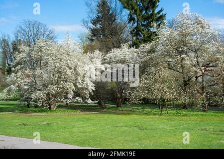 Magnolia mature (nom binomial: Magnolia x loebneri 'Merrill') en pleine floraison au printemps, dans le nord de l'Illinois. Dans des conditions idéales, cet arbre peut Banque D'Images