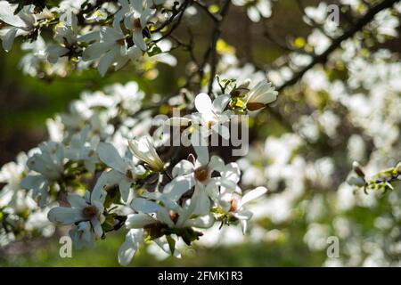 Fleurs blanches de Mokyeon ou kobus magnolia (Magnolia kobus DC. Var. Borealis) avec ciel bleu vif et fond de lumière du soleil au début du printemps. D Banque D'Images
