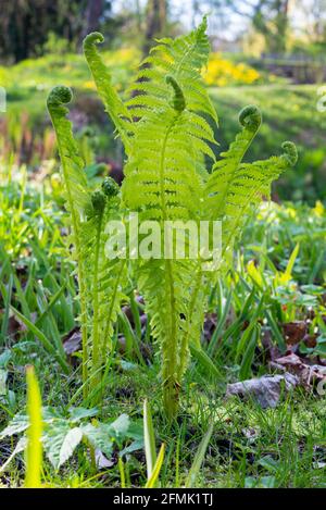 Magnifique feuillage vert feuilles fougères fougère Fleurs naturelles contexte en plein soleil. Banque D'Images