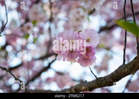 Belle fleur de cerise japonaise - Sakura. Arrière-plan avec des fleurs le jour du printemps. Photographie macro Banque D'Images