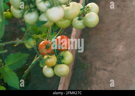 Tomates vertes, orange et rouges poussant sur la branche avec des feuilles vertes de jardinage Banque D'Images