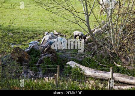 Printemps en Angleterre. Agneaux jouant près d'une rivière, avec maman regardant. Banque D'Images